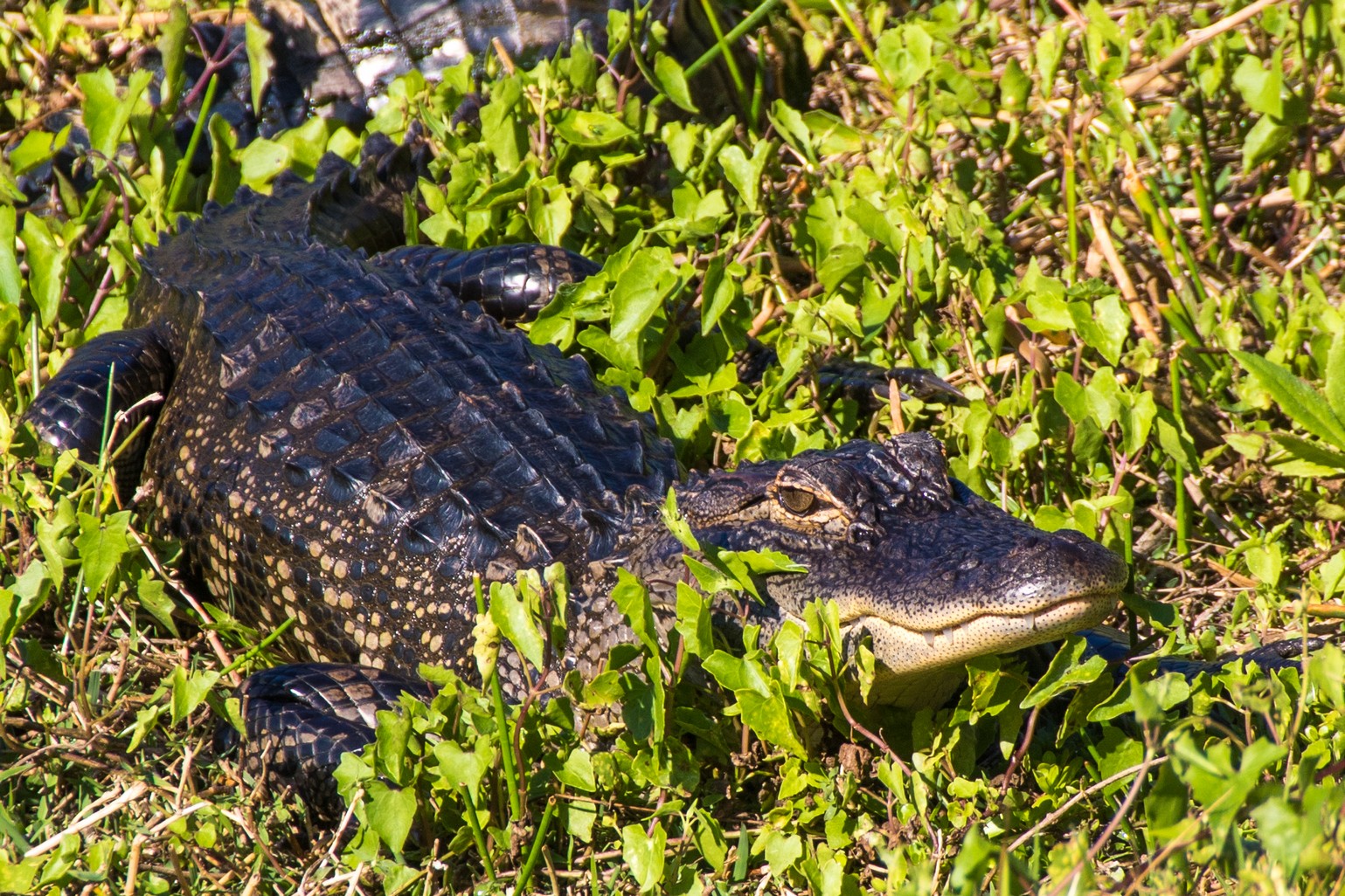 Alligator, Freedom Park