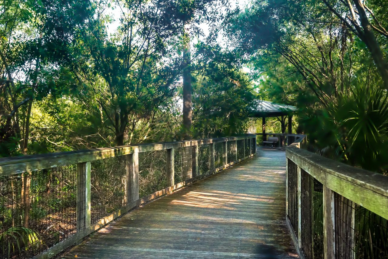 Freedom Park, Boardwalk, Trees, Park